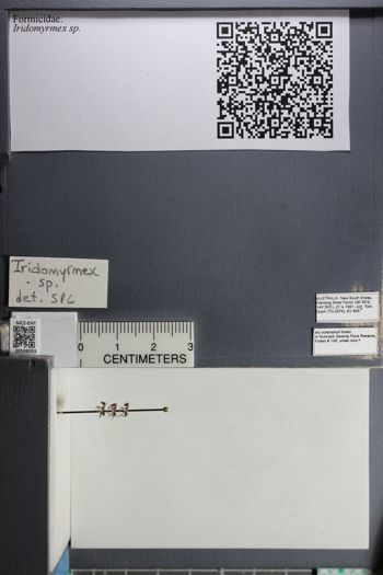 Media type: image;   Entomology 588003